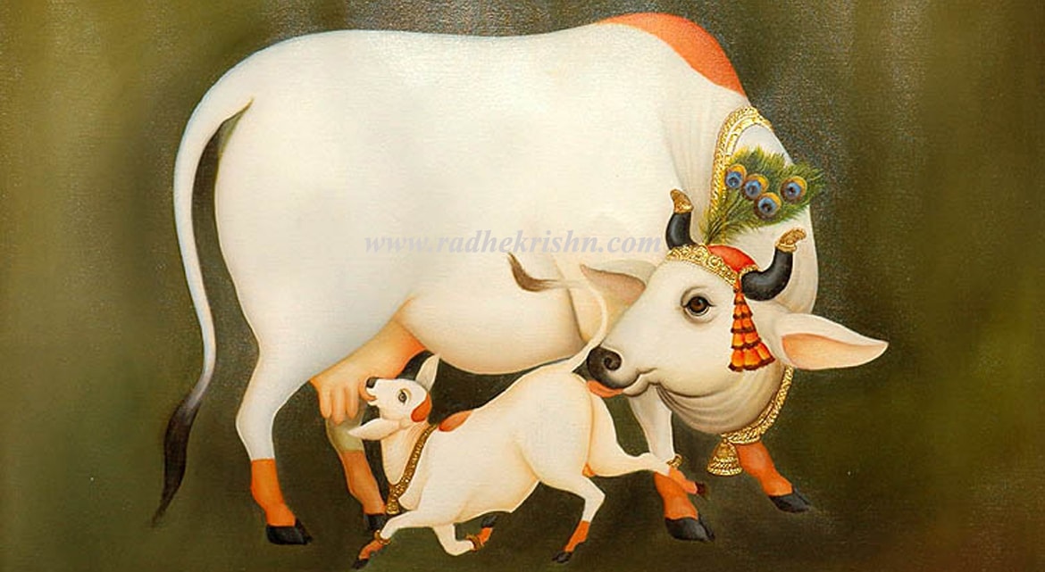 cow importance of human life  गाईको महत्व