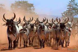 गौ-धुली: एक नाजुक वर्णनात्मक शब्द