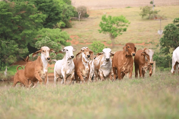 Gir cow 